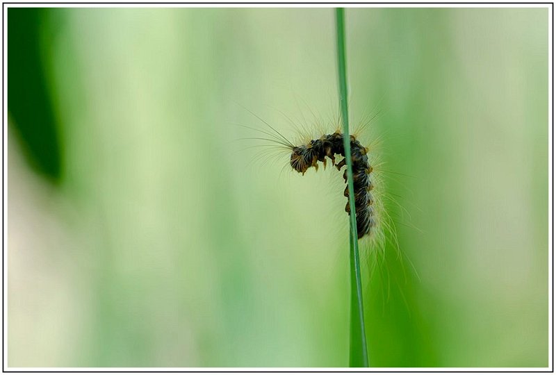 Chandelles _2018-05-27_111642 .jpg - [c]Denis Keith